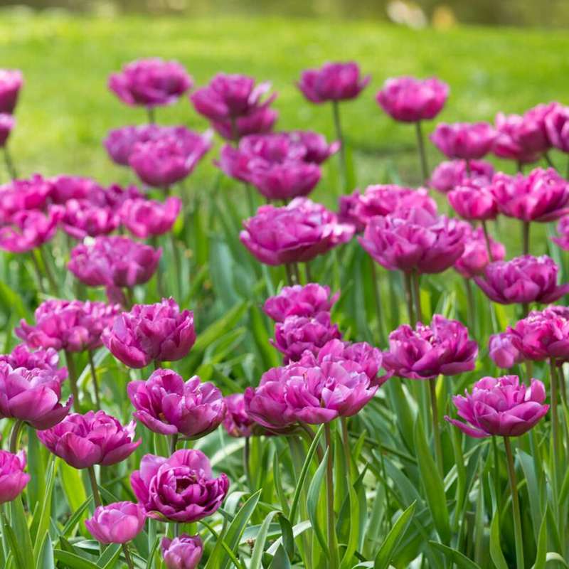 Tulipan 'Backpacker' (Storkøb) - 80 løg